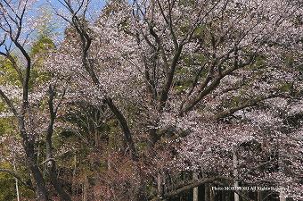 天神の山桜（ヤマザクラ）　05
