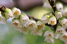 ハマヒサカキの写真 天神山公園にて sp1