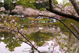 宮崎市天神山公園の桜　04