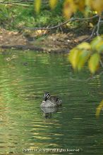 鴨の写真 06 天神山公園の池にて