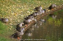 カモの写真 09 天神山公園の池にて