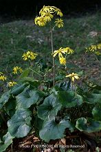 ツワブキの花の写真 天神山公園 01