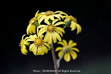 ツワブキの花の写真 天神山公園 02