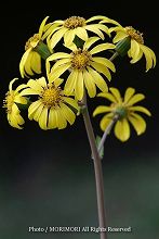 ツワブキの花の写真 天神山公園 03