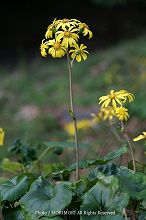 ツワブキの花の写真 天神山公園 04