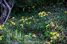 ツワブキの花の写真 天神山公園 05