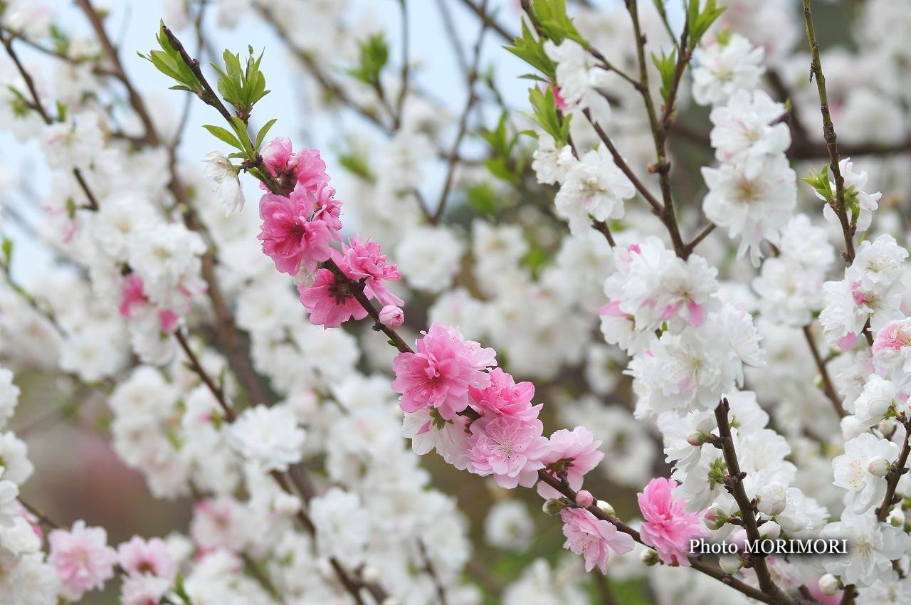 桃源郷岬の花桃 ハナモモ 桃の花13年 宮崎県門川町