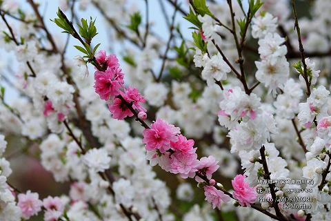 ハナモモ（宮崎県 桃源郷岬）