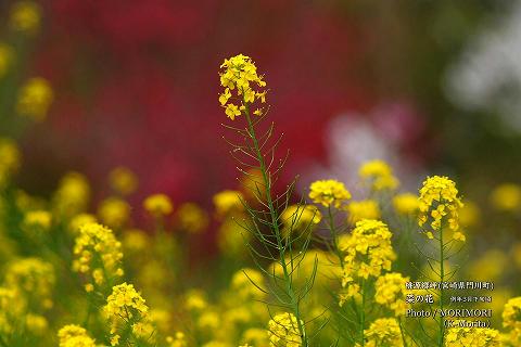 菜の花（宮崎県 桃源郷岬）