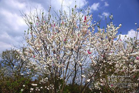 ハナモモ（宮崎県 桃源郷岬）