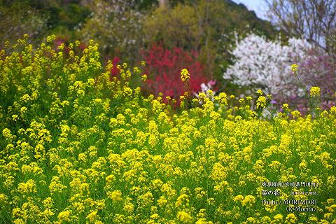 菜の花（宮崎県 桃源郷岬）