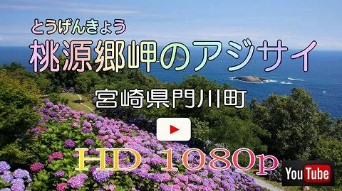 Youtube-桃源郷岬のアジサイ