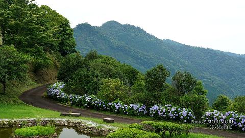 椿山森林公園 展望塔付近のアジサイ