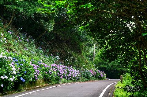 椿山森林公園入口道路沿いのアジサイ（2023年撮影）