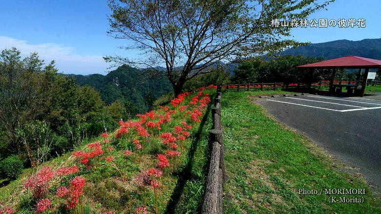 椿山森林公園 駐車場周辺の彼岸花