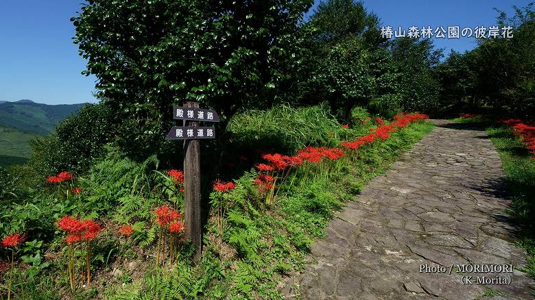 椿山森林公園「殿様道路」の彼岸花