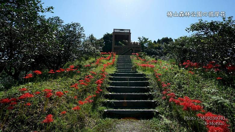 椿山森林公園> 「展望台付近」の彼岸花