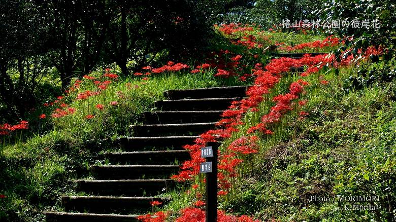 椿山森林公園「展望台付近」の彼岸花