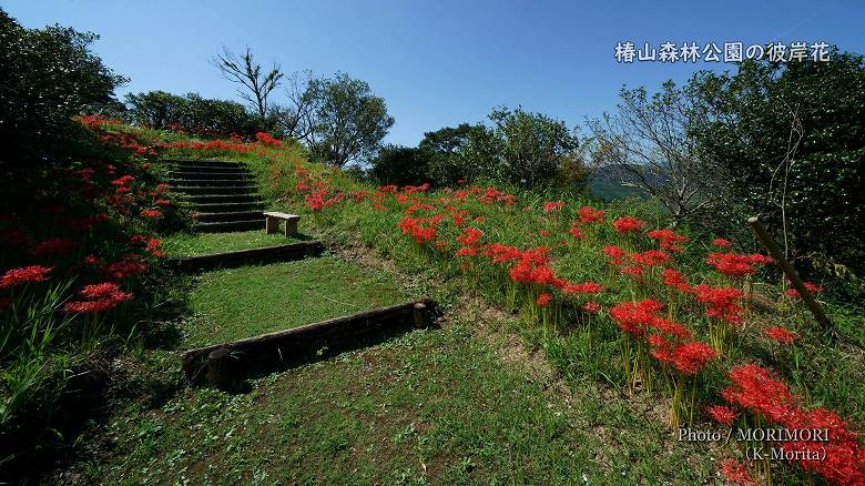 椿山森林公園「展望台付近」の彼岸花