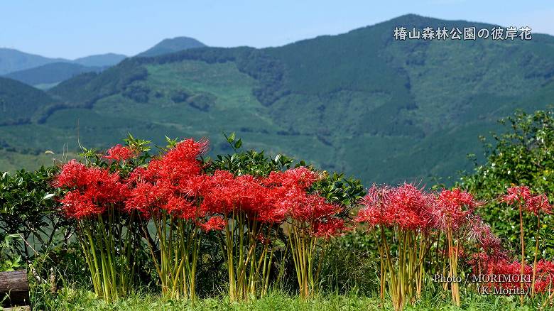 椿山森林公園の彼岸花