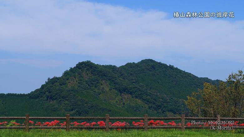 椿山森林公園　双石山(ぼろいしやま)と彼岸花