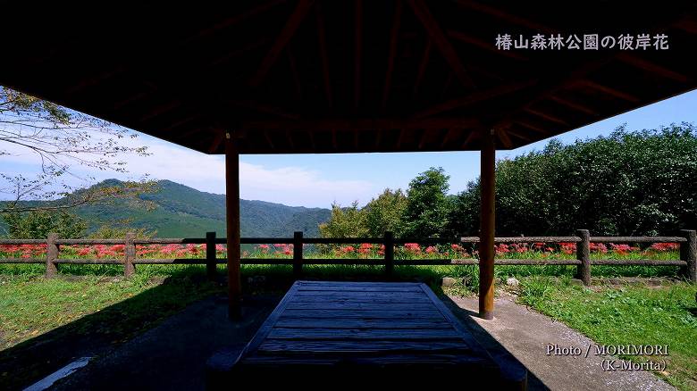 椿山森林公園　駐車場の彼岸花