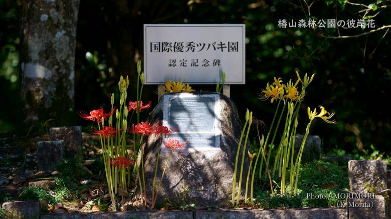 椿山森林公園 国際優秀ツバキ園認定記念碑と彼岸花