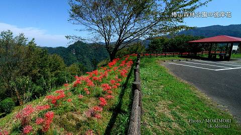 駐車場周辺の彼岸花