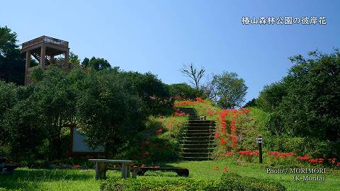 椿山森林公園「展望台付近」の彼岸花