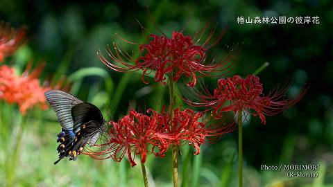 彼岸花とアゲハチョウ(ミヤマカラスアゲハ)