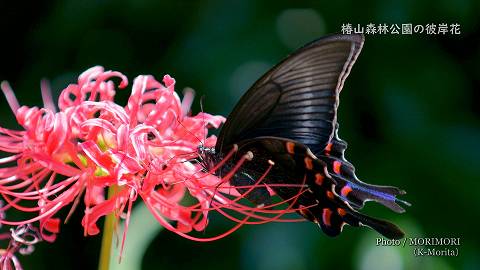 彼岸花とアゲハチョウ(ミヤマカラスアゲハ)