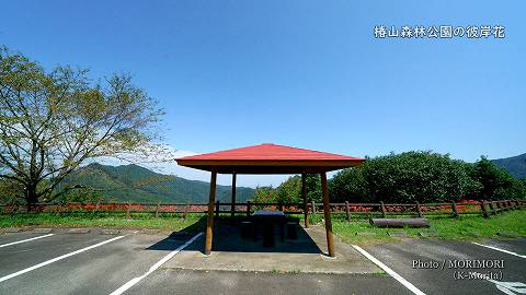 椿山森林公園　駐車場の彼岸花