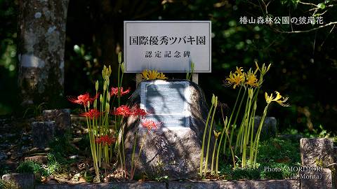 椿山森林公園 国際優秀ツバキ園認定記念碑と彼岸花