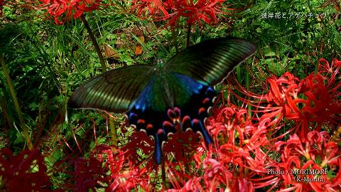 彼岸花とアゲハチョウ(ミヤマカラスアゲハ)