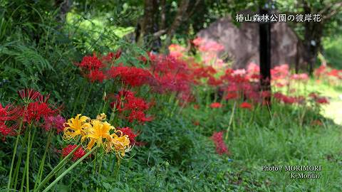 椿山森林公園の彼岸花(2023年撮影）