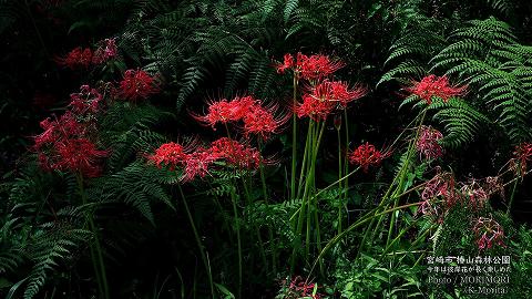 椿山森林公園の彼岸花(2025年撮影）