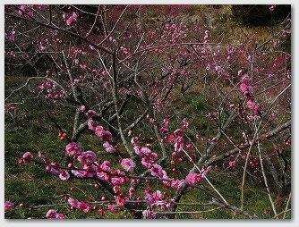 青島自然休養村「好隣梅」で撮影した梅の写真02