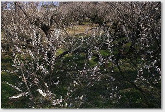 月知梅公園で撮影した梅の写真03