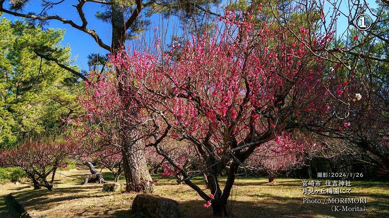 宮崎市 住吉神社「月見ヶ丘梅園」