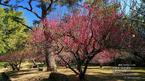 宮崎市 住吉神社「月見ヶ丘梅園」