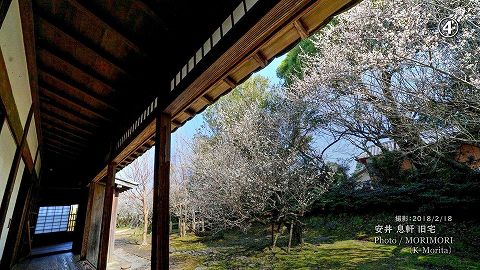 宮崎市 安井息軒旧宅の梅