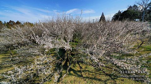 新富町 湯之宮座論梅(ざろんばい)