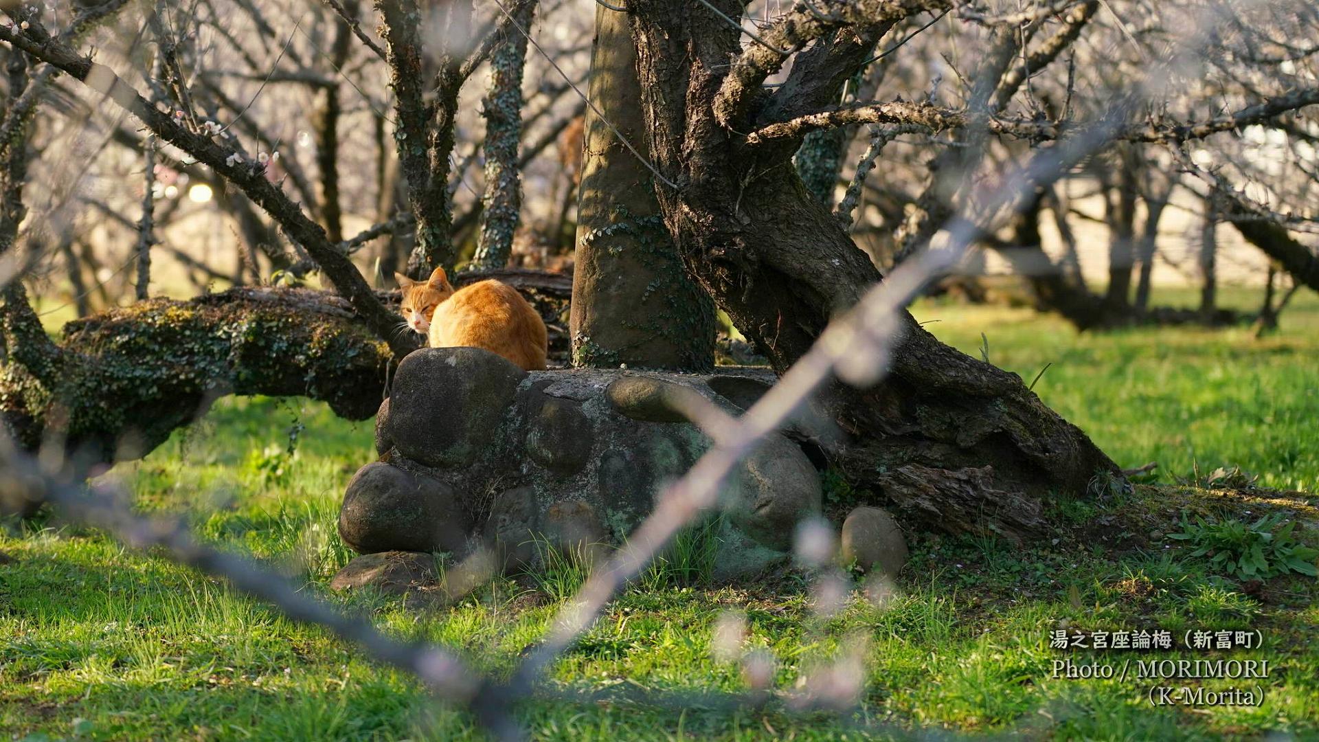 湯ノ宮の座論梅