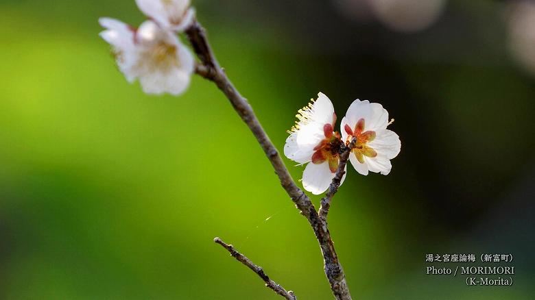 花（湯之宮座論梅にて）