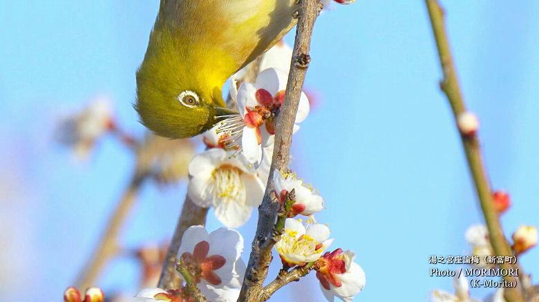 蜜を吸うメジロ