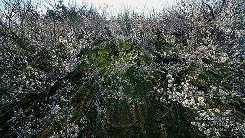 満開の梅（湯之宮座論梅にて）