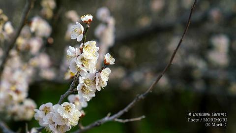 花（湯之宮座論梅にて）