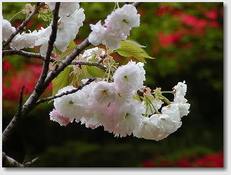 萩の茶屋　八重桜