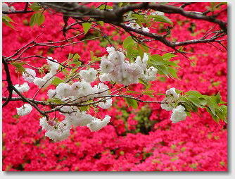 萩の茶屋　ツツジと八重桜