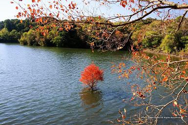 平和台公園の秋・沼杉（ラクウショウ）